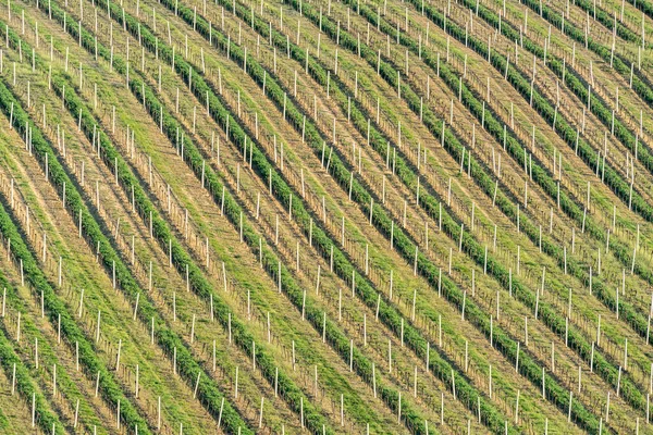 Field Texture Detail Background Spring Landscape Vineyard — Stock Photo, Image