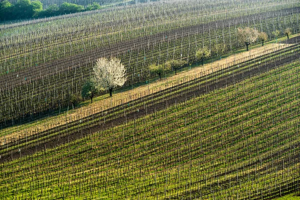 Paisagem Primavera Com Vinhas Sul Morávia República Checa — Fotografia de Stock