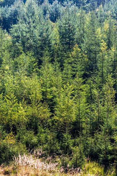 Mladé Stromy Smíšeném Lese Konci Léta Zázemí — Stock fotografie