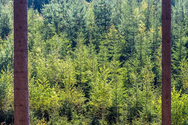 Plan Une Jeune Forêt Verte Traversant Des Troncs Arbres Forêts — Photo