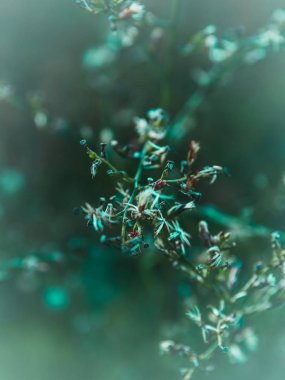 Cian çiçek bokeh ile