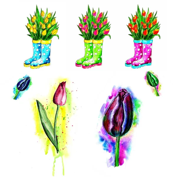 A collection of flowers, tulips in a boot, a tulip bud, tulips in stained paint, watercolor drawing.