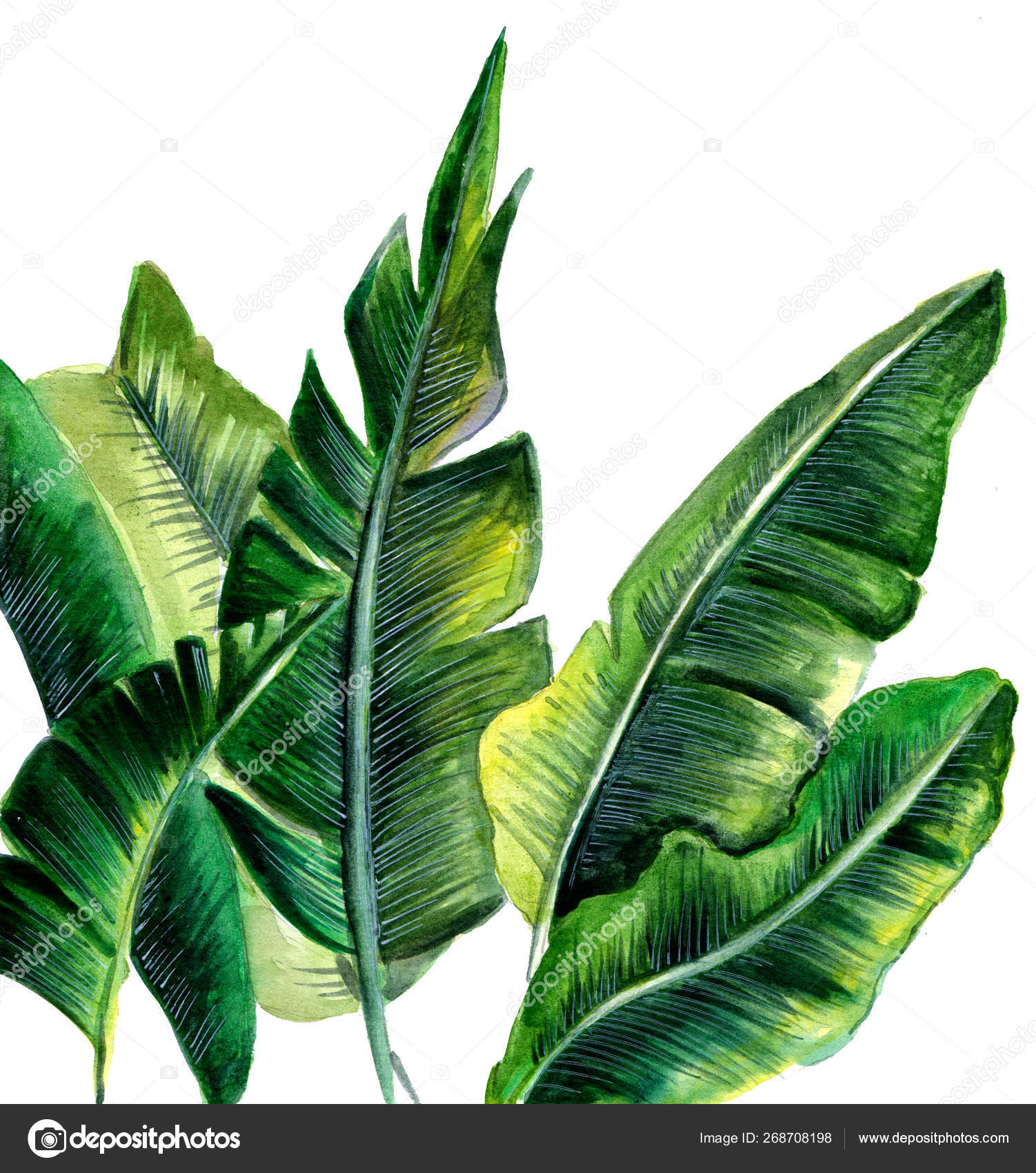 Watercolor Drawing Palm Leaves Exotic Tropical Plants Botanical Sketch Stock Photo Image By C Lyalya Savushkina Bk Ru