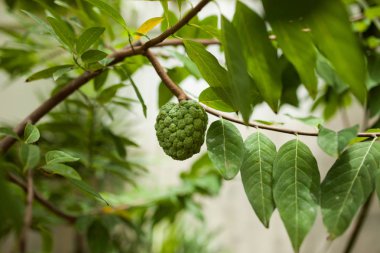 bir ağaç dalı yeşil tropikal meyve ağırlığında