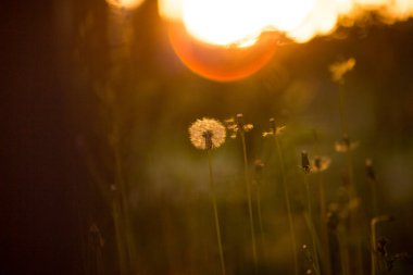 kabarık karahindiba günbatımında büyüyen