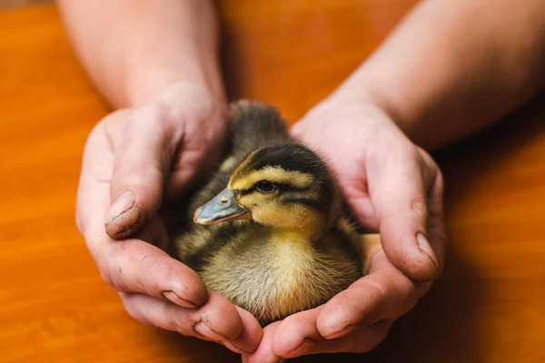 Newborn colored duck in the rough hands of the farmer close-up