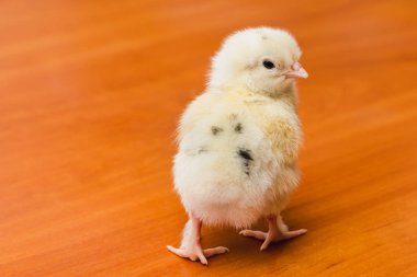 Arkadaki ahşap yüzey arka plan üzerinde siyah tüylü beyaz yeni doğan tavuk