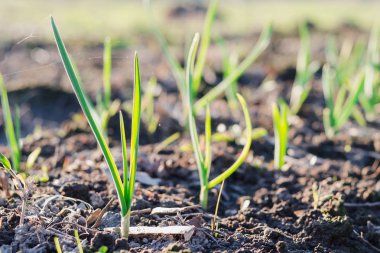 Sarımsak gelen bahar closeup toprakta büyüyen genç yeşil lahanası