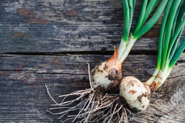 ampuller bir eski ahşap yüzey, arka plan üzerinde genç bir yeşil soğan