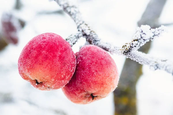 Red apples covered with white frost in winter closeup