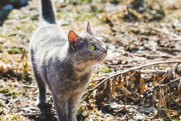 Bahar bahçe içinde küçük gri kedi