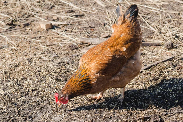 Frango Marrom Coleta Grãos Chão — Fotografia de Stock