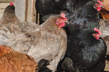 Renkli yerli tavuk portre