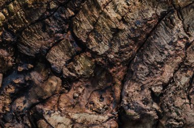 Eski kül ağacının bir karanlık doku