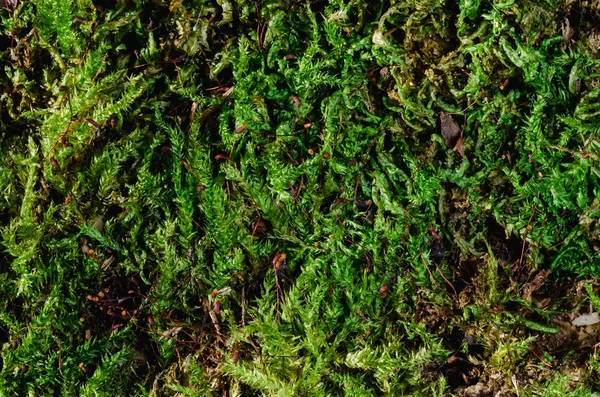 Green moss carpet in the forest soil Stock Photo