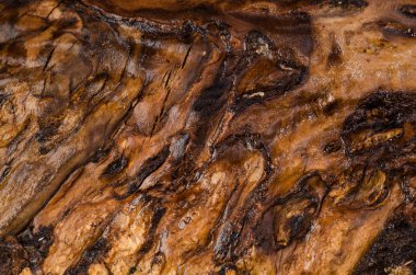 Ahşap doku, yağlı, kül ağacının çekirdeği