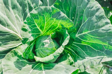 Bahçe yakın çekim Genç yeşil lahana