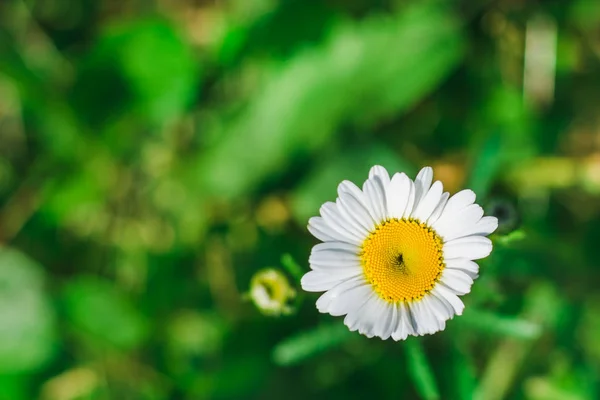 Camomile Flower Background Green Meadow Close — Stock Photo, Image