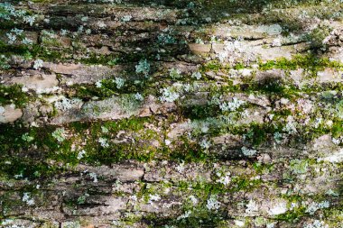 Ağaç kabuğu ile yeşil yosun, arka plan dokusu
