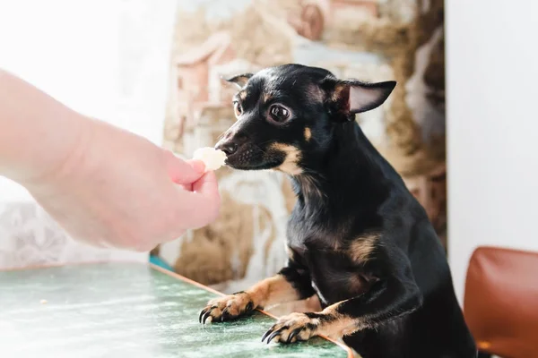 Küçük bir düz-kıl köpek bir incelik yeşil yemek masada oturan onun metresi elinden yiyor