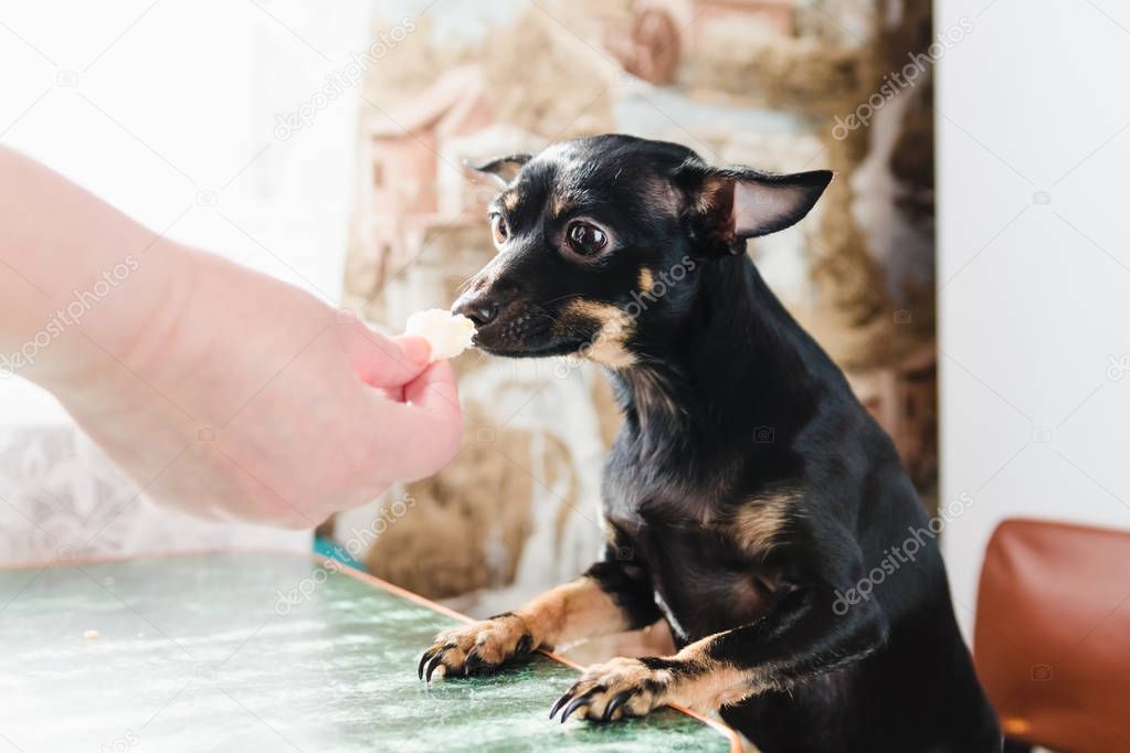 A small smooth-haired dog eats a delicacy from the hand of his mistress sitting at the green dining table