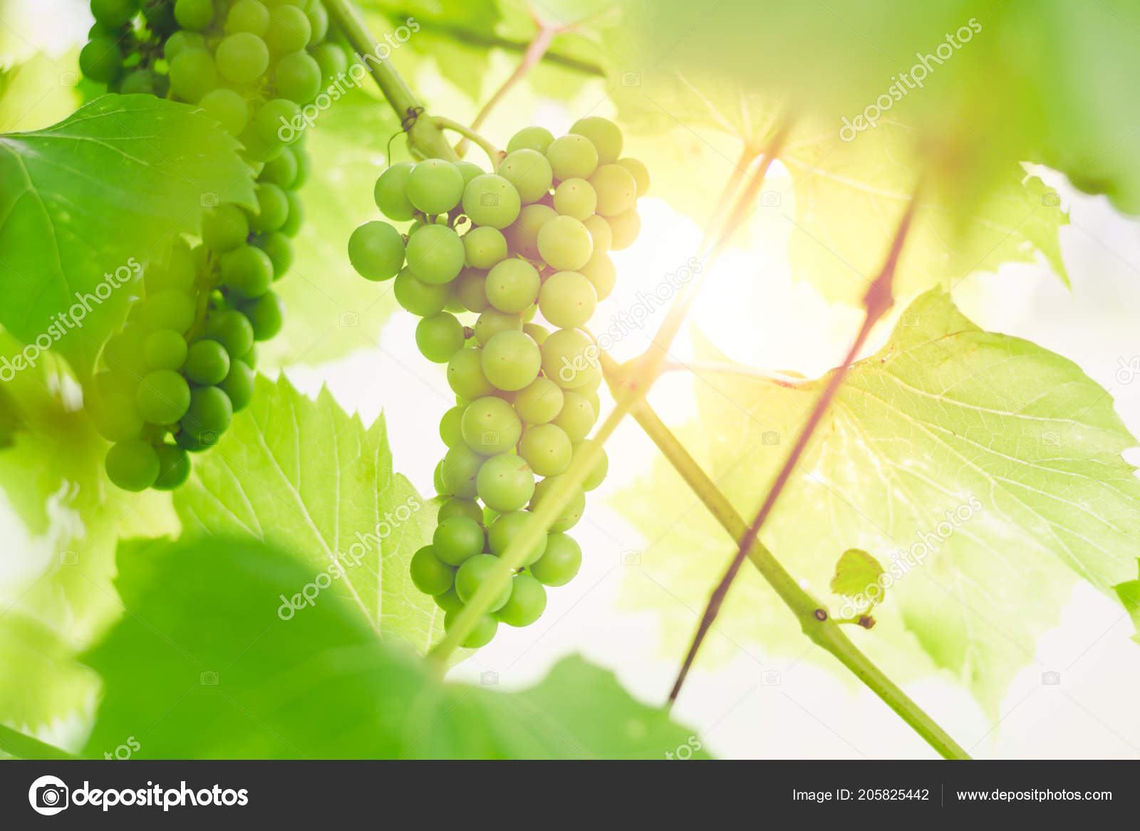 Raisins Verts Non Murs Sur Une Branche Vigne Dans Jardin Image Libre De Droit Par Marynatrusava C