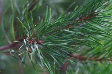 Yeşil yeşillik yakın çekim bir arka plan üzerinde çam dalı