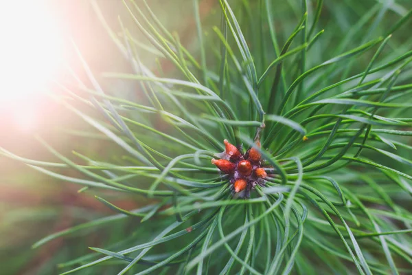 Branche Verte Jeune Pin Sur Fond Soleil Levant Été Gros — Photo