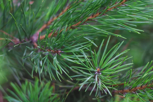 Des Branches Vertes Pin Sur Fond Verdure Close — Photo