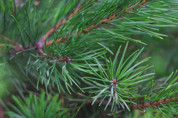 緑のクローズ アップの背景に松の緑の枝 ストック写真