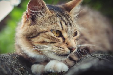 Renkli tekir kedi eski bir çatıda yalan kadar yakın