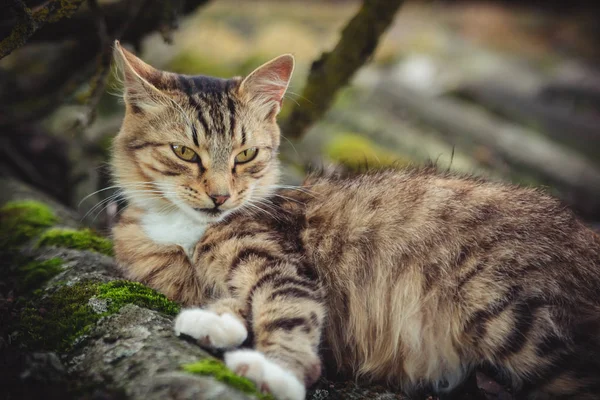 Chat Tabby Coloré Regard Arrogant Repose Sur Vieux Toit Recouvert — Photo