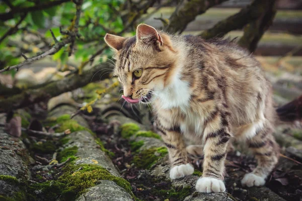 Colored Tabby Cat Walks Sticking Out His Tongue Old Roof — Stock Photo, Image