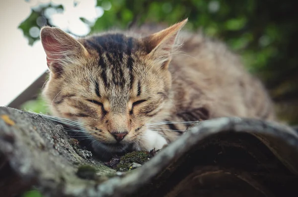 Colored Tabby Cat Sleeping Old Roof Close — Stock Photo, Image