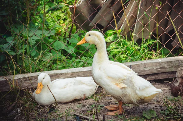 İki beyaz Pekin bir tavuk çiftliğinde ördekler.