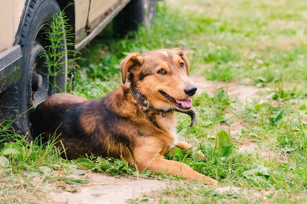 Eski bir araba tekerlek yakınındaki çimenlerin üzerinde kırmızı-kahverengi köpek tasma içinde yatıyor