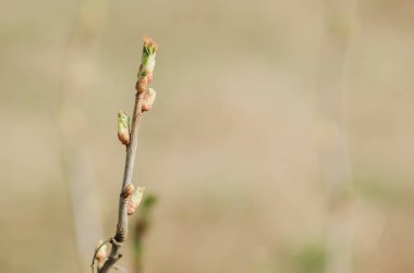 Frenküzümü fidanları genç tomurcukları ile bir branche