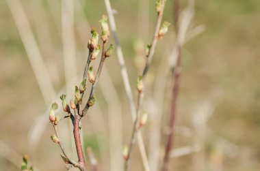 Frenküzümü fidanları genç tomurcukları ile dallarında