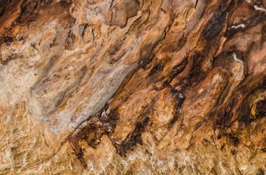 Kahverengi dişbudak doku