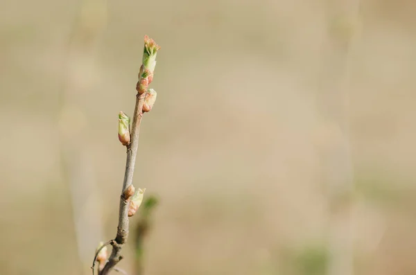 One Branche Currant Bush Young Buds — Stock Photo, Image