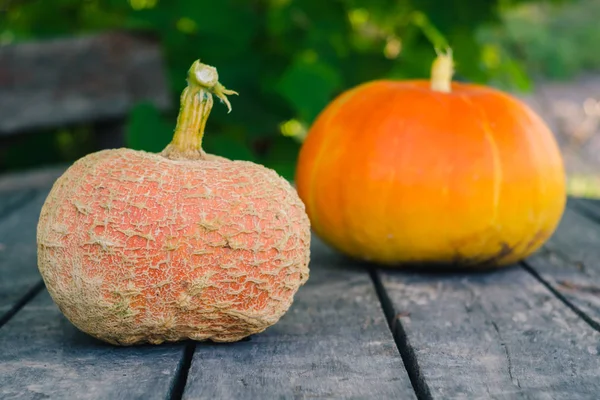 Två Mogna Orange Pumpor Gammal Grå Träbord Trädgården — Stockfoto