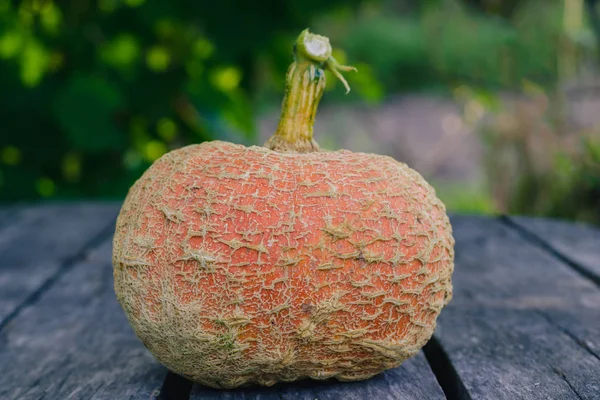 Maturare Zucca Arancione Una Vecchia Superficie Legno Grigio Giardino Vicino — Foto Stock