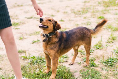 Kahverengi düz-kıl köpek tasması var bir kızın parmakları koklama