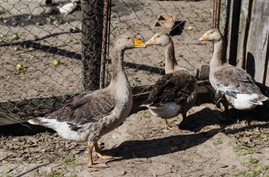 Büyük kuş kafesi çiftlikte üç genç gri kaz
