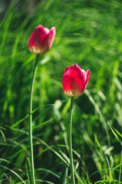 Bright Pink Wild Tulips Background Green Summer Meadow Selective Focus — Stock Photo, Image