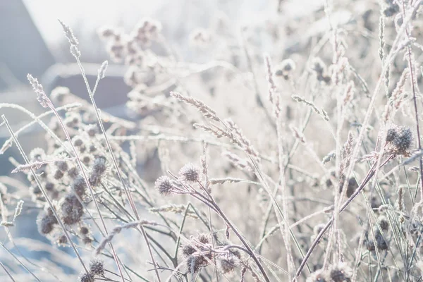 Herbe Couverte Givre Sur Fond Soleil Matinal Hiver — Photo