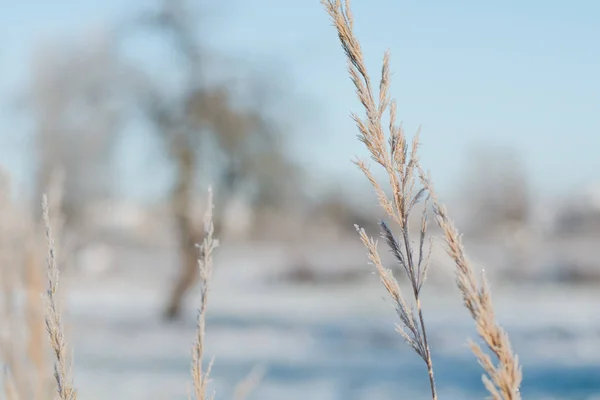 Erba Coperta Brina Sullo Sfondo Paesaggio Invernale Mattutino — Foto Stock