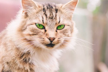 Yeşil gözleri yakın çekim ile hafif bej kedi