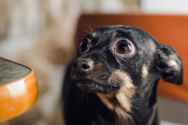 Siyah küçük köpek doğurmak oyuncak korkunç masalarda oturur ve bir tedavi için sorar