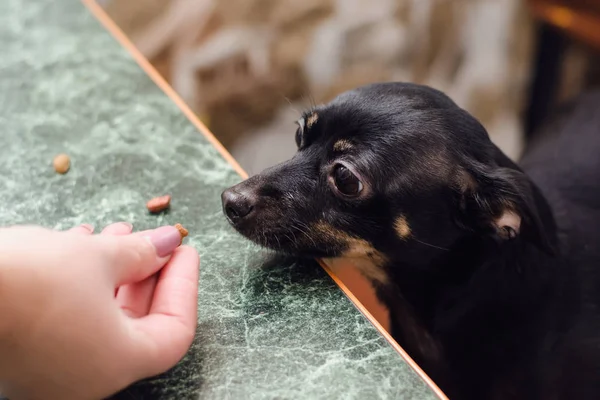 Küçük düz-kıl köpek doğurmak oyuncak korkunç bir incelik yeşil yemek masada oturan onun metresi elinden yiyor